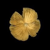 yellow mushroom